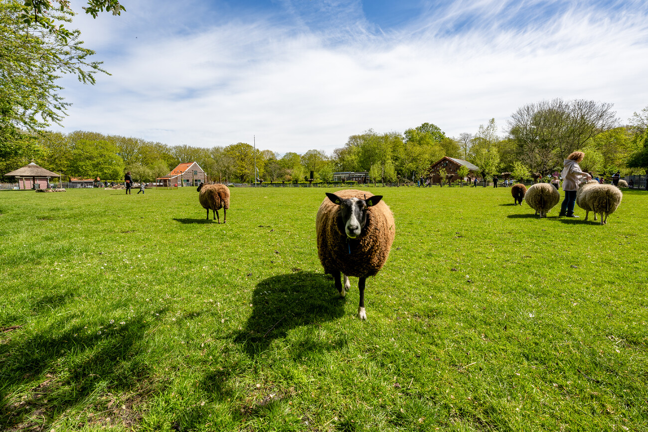 Een groene weide met schapen in het Zuiderpark. Met een boerderij en enkele mensen op de achtergrond.