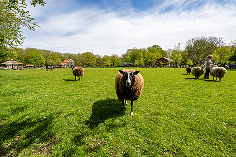 Een groene weide met schapen in het Zuiderpark. Met een boerderij en enkele mensen op de achtergrond.