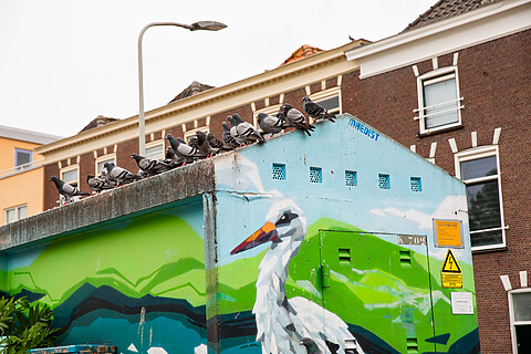 Een electriciteitshuisje met ooievaar-graffiti en een flink aantal duiven op het dak