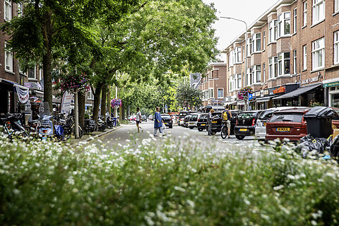 Foto van de Van Hoytemastraat, met bomen aan beide kanten. Mensen lopen over het trottoir en fietsen staan geparkeerd. Auto's staan langs de weg geparkeerd. Er zijn winkels aan de rechterkant van de straat en bloemen hangen aan lantaarnpalen.