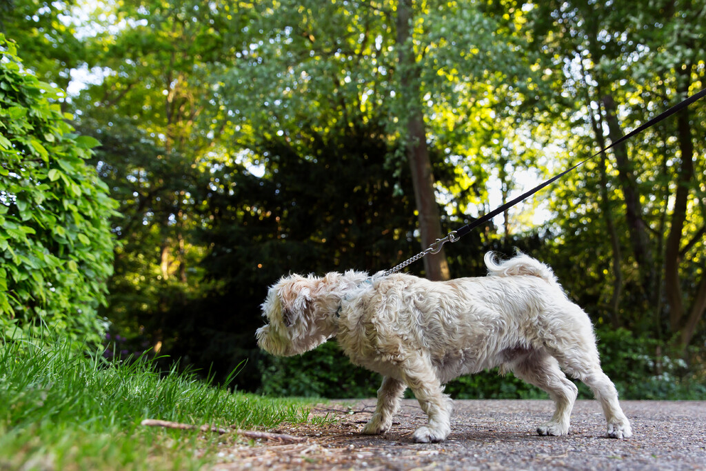 Een hond wordt uitgelaten